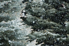 NFV_snow_2A