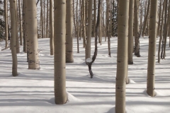 aspen_shadows_1