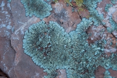 05-lichen