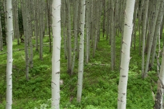 13_aspens