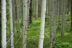 14_aspens