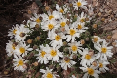 35_daisies