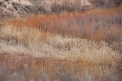 05_dry_grass_1