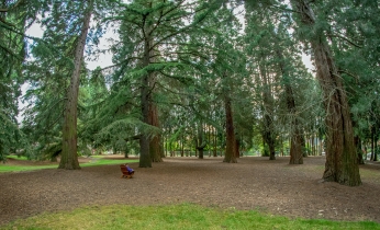 PortlandTrees-May2018-10A