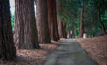 PortlandTrees-May2018-1A