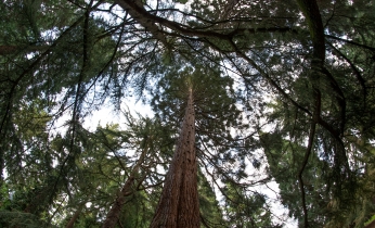 PortlandTrees-May2018-2A