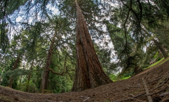 PortlandTrees-May2018-6A